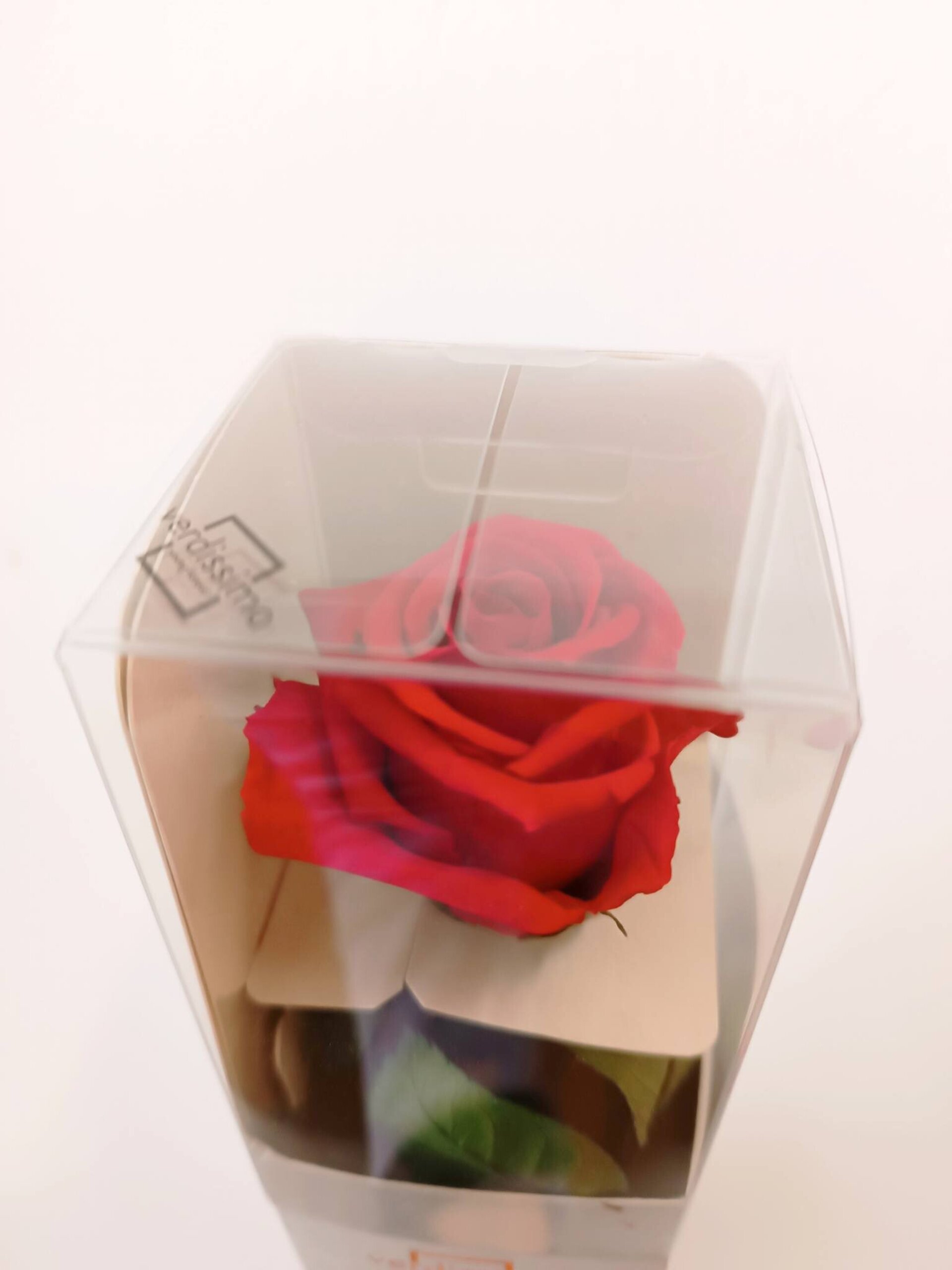 Rosa roja preservada roja o blanca - 6