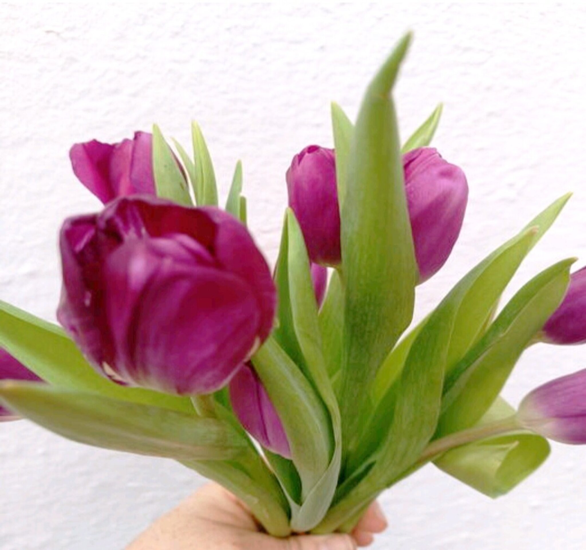 Ramo de tulipanes morados - 2