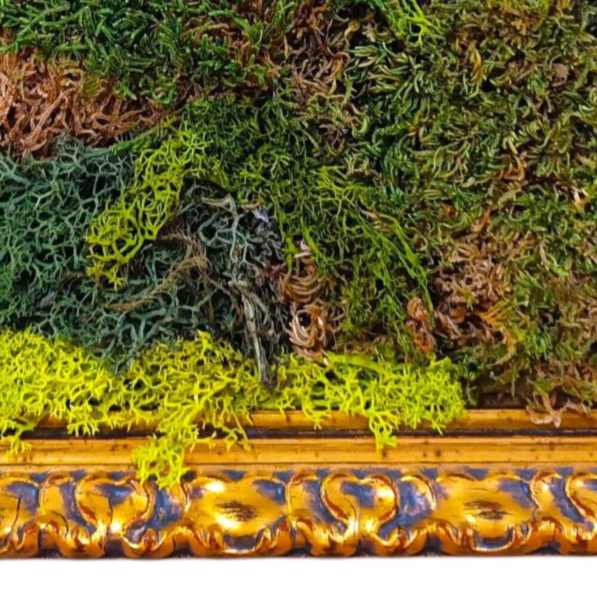 Cuadro de musgo preservado - 2