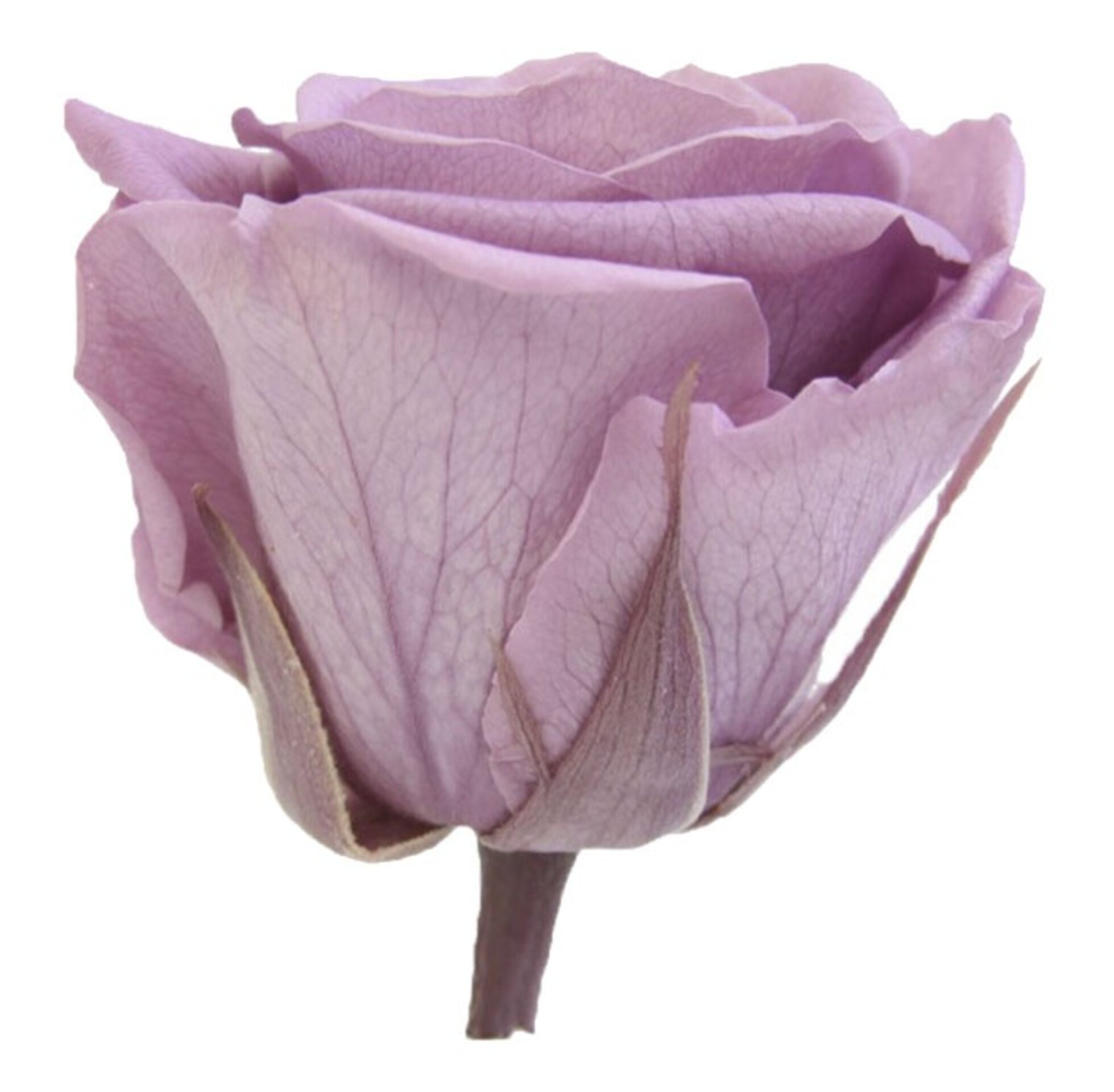 Rosa preservada lila - 4