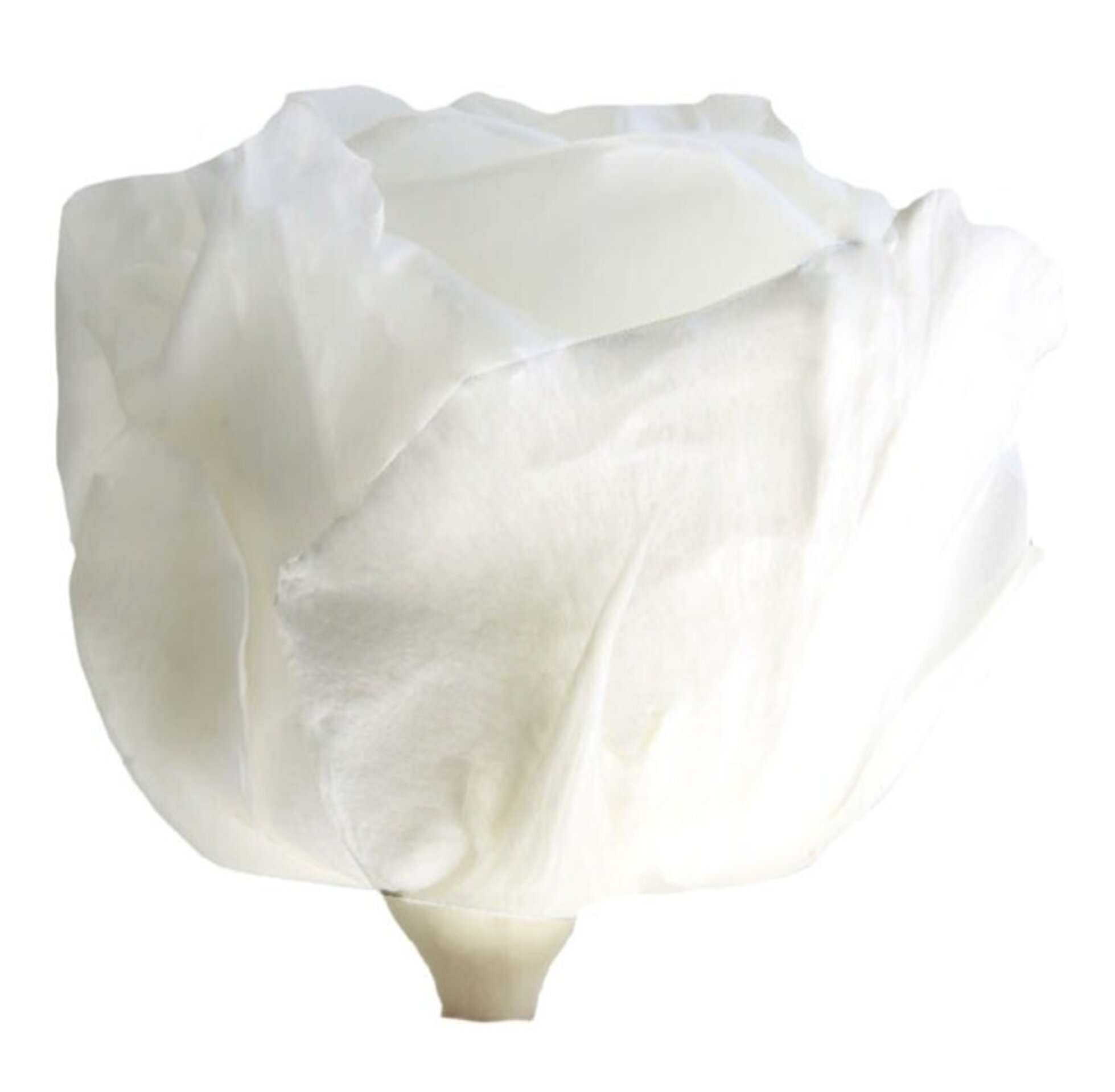 Rosa preservada blanca - 4