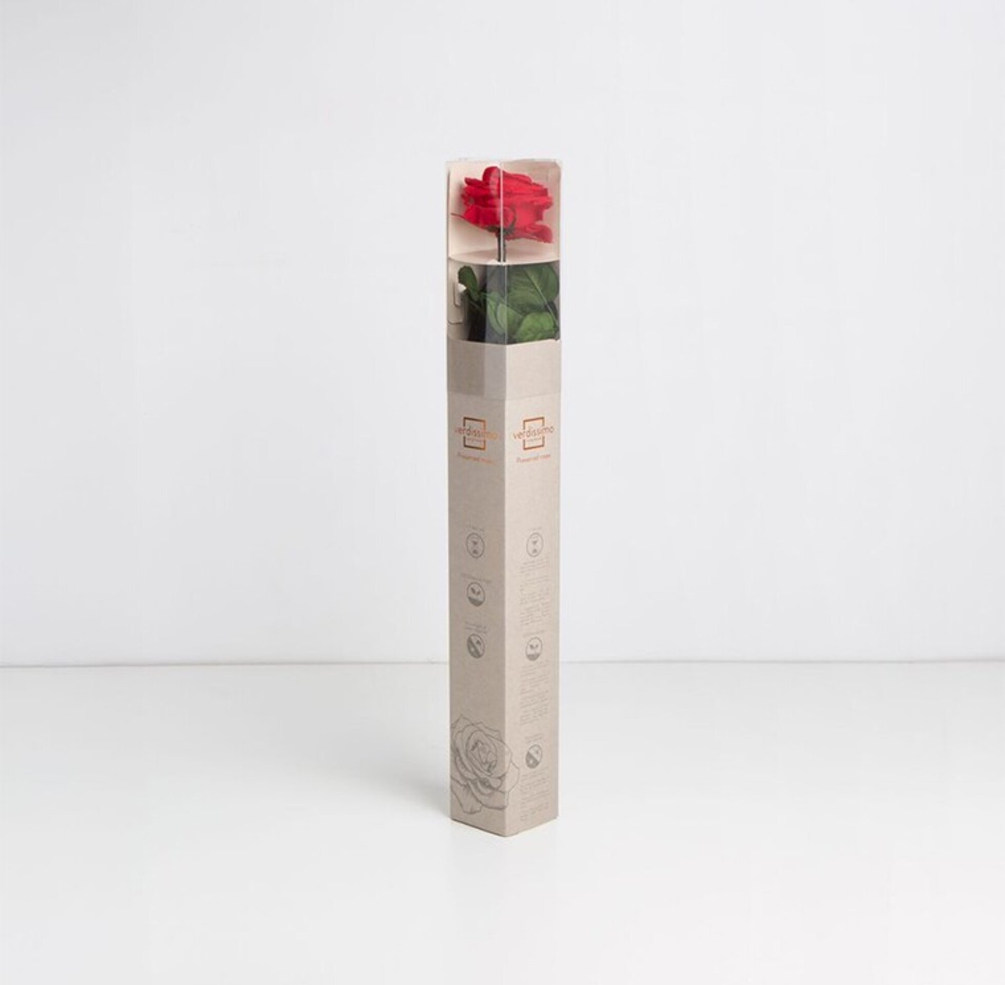 Rosa roja preservada roja o blanca - 1