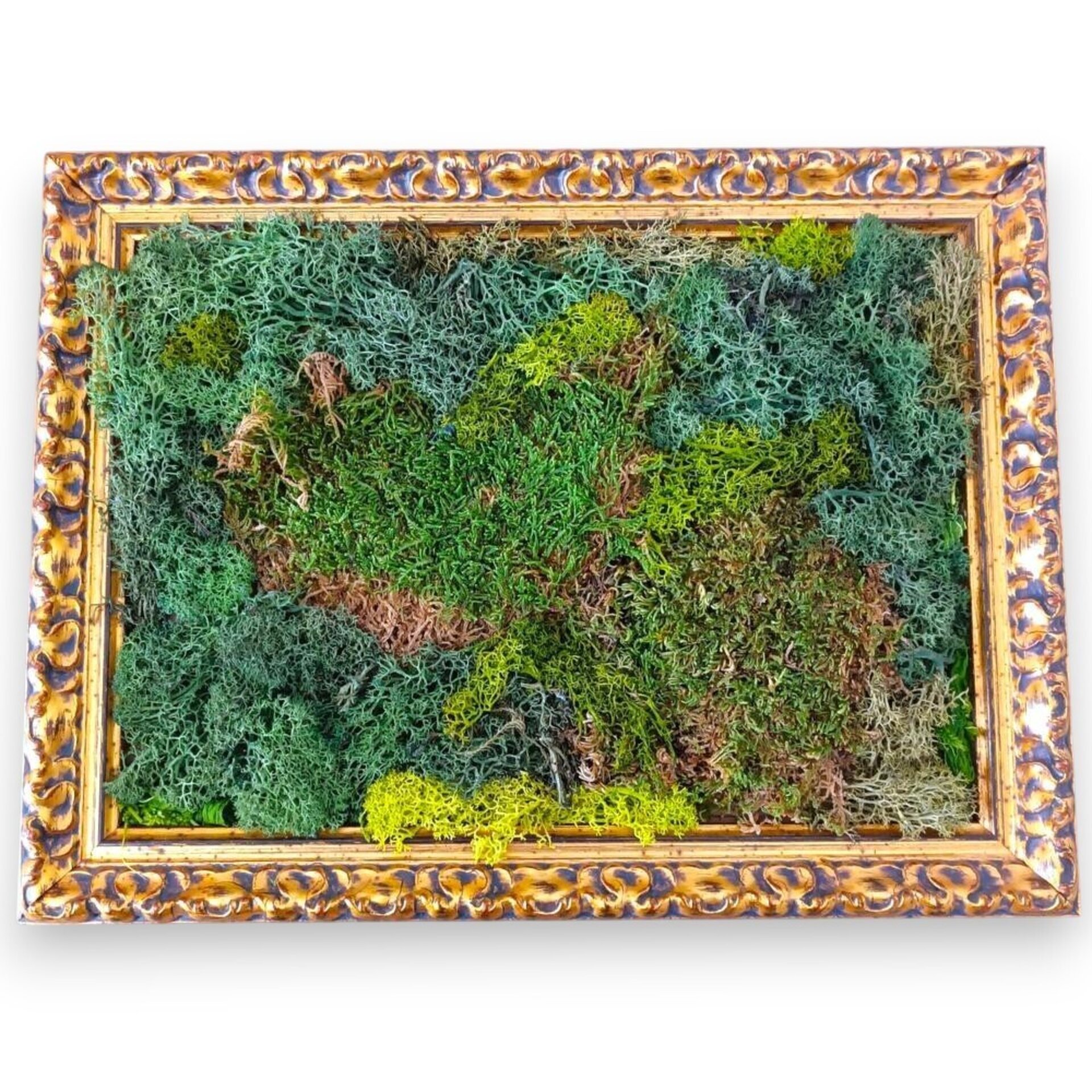 Cuadro de musgo preservado - 1