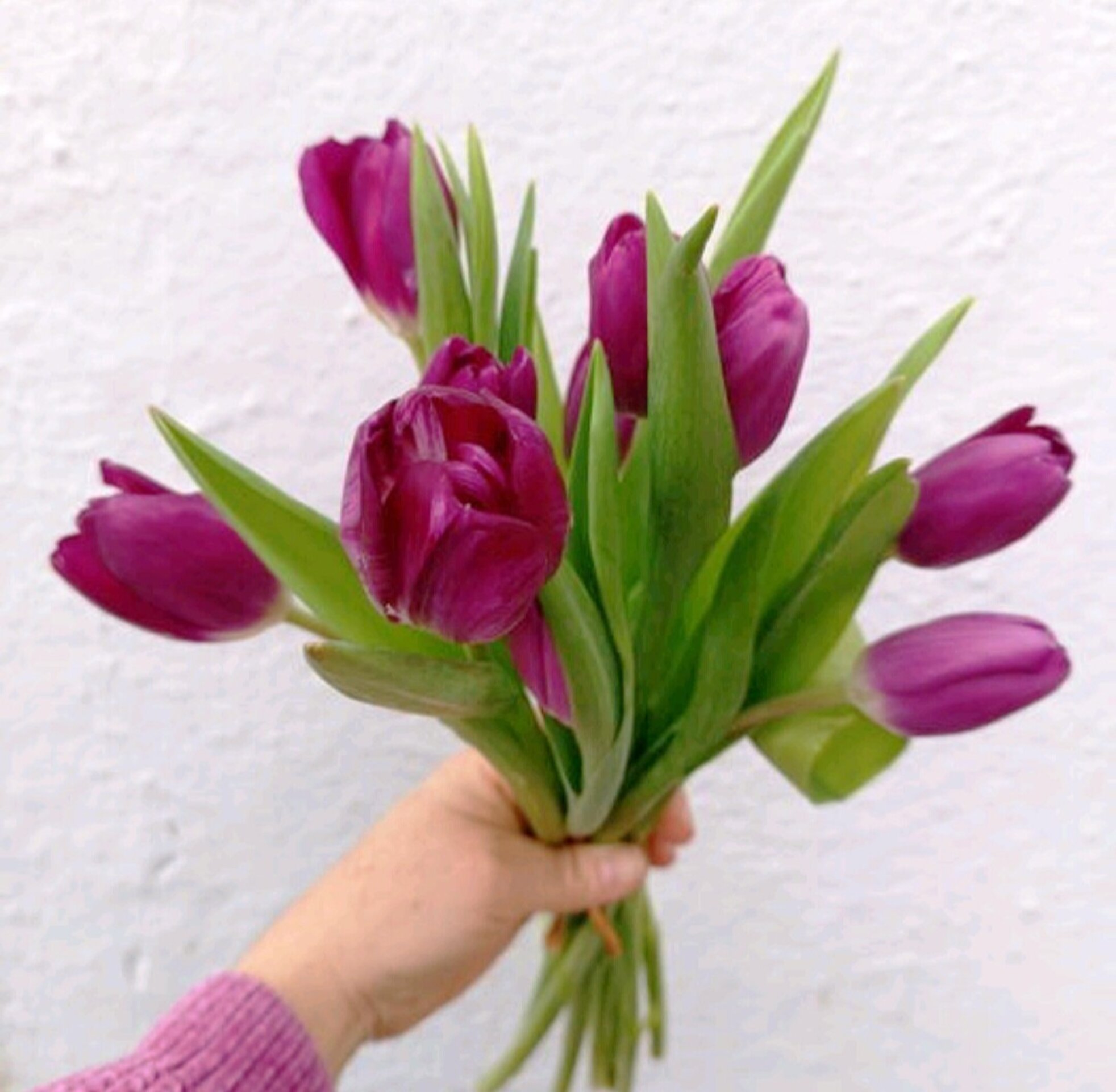 Ramo de tulipanes morados - 1